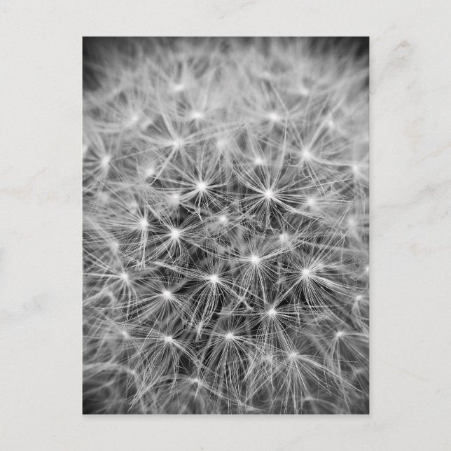 Carte Postale Pusteblume (Devant)