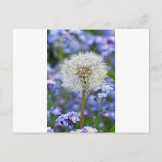 Carte Postale Pusteblumen Traum en blauen Vergissmeinnichtblüten (Devant)