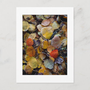 Carte Postale "Puzzle de feuille d'automne"