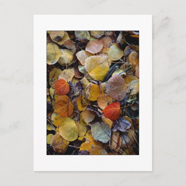 Carte Postale "Puzzle de feuille d'automne" (Devant)