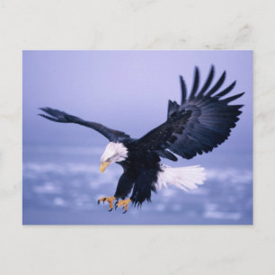Carte Postale Pygargue à tête blanche atterrissant, ailes déploy