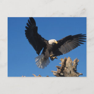 Carte Postale pygargue à tête blanche, Haliaeetus leuccocephalus