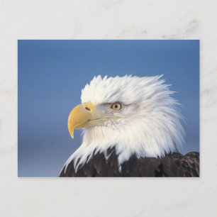 Carte Postale pygargue à tête blanche, Haliaeetus leuccocephalus