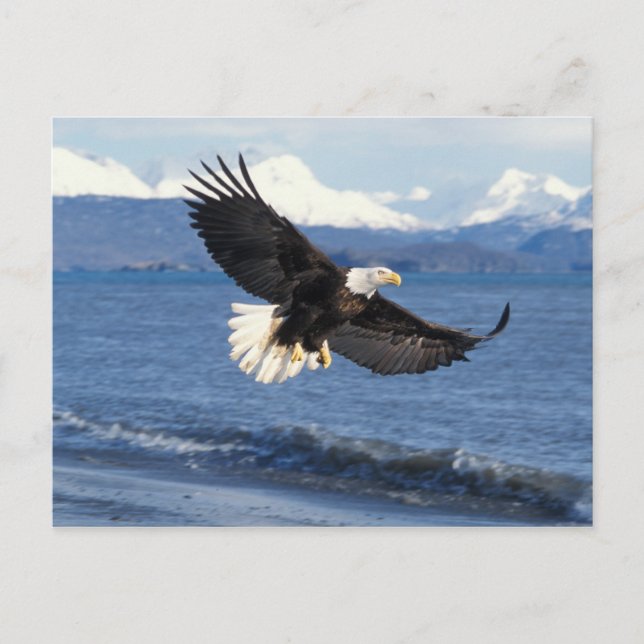 Carte Postale pygargue à tête blanche, Haliaeetus leuccocephalus (Devant)