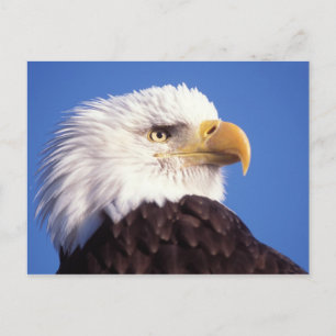 Carte Postale pygargue à tête blanche, Haliaeetus leucocephalus,