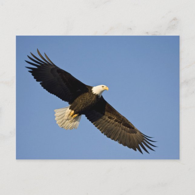 Carte Postale Pygargue à tête blanche, Haliaeetus leucocephalus, (Devant)