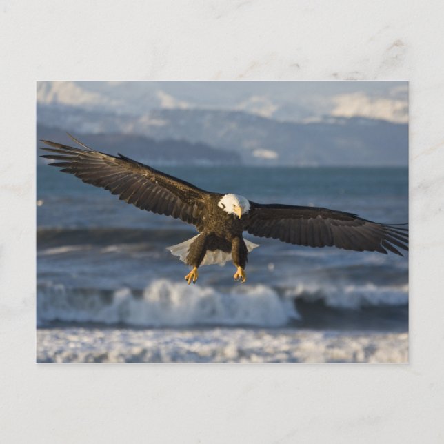 Carte Postale Pygargue à tête blanche, Haliaeetus leucocephalus, (Devant)