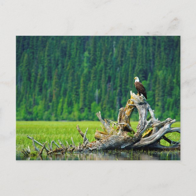 Carte Postale Pygargue à tête blanche perché sur une branche (Devant)