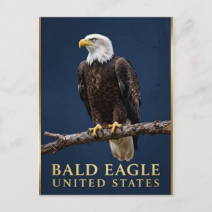 Carte Postale 🦅 Pygargue à tête blanche Wilderness américain
