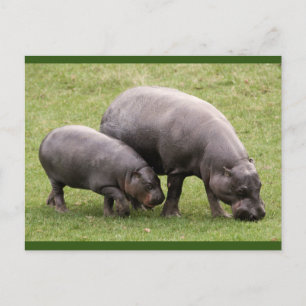 Carte postale Pygmée Hippoppos