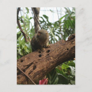 Carte Postale Pygmée Marmoset # 2