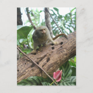 Carte Postale Pygmée Marmoset # 8
