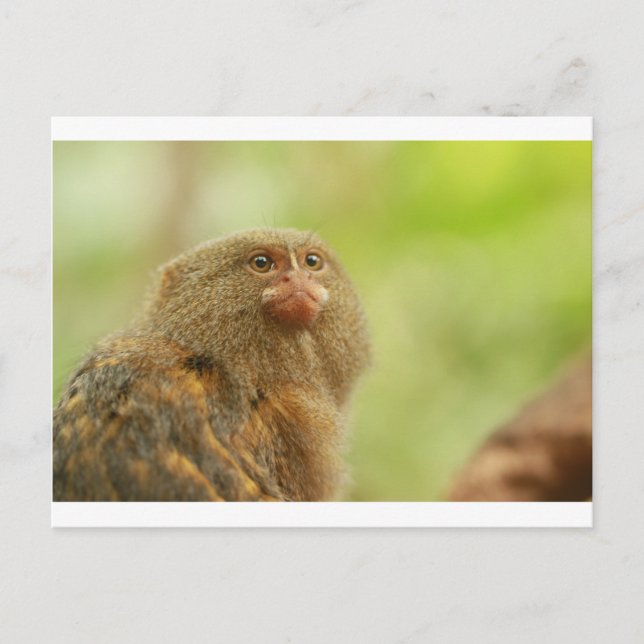 Carte Postale Pygmée Marmosets (Devant)