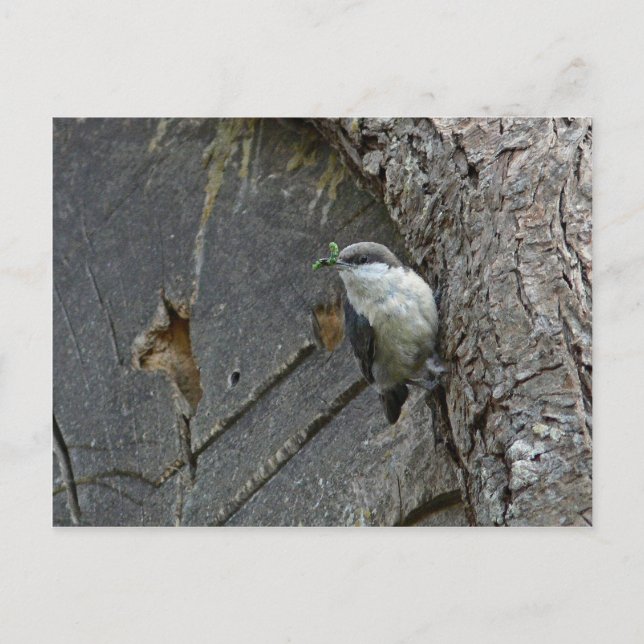 Carte Postale Pygmy nuthatch (Devant)