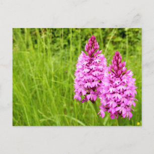Carte postale Pyramidal Orchid