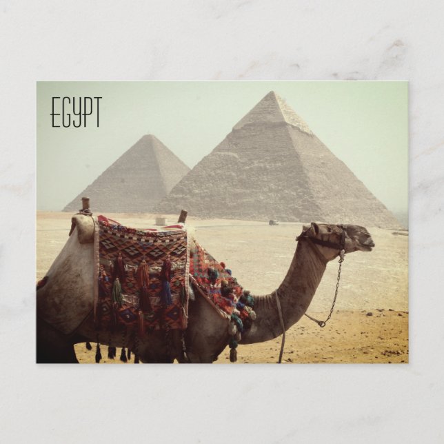 Carte Postale pyramide des chameaux egypte (Devant)