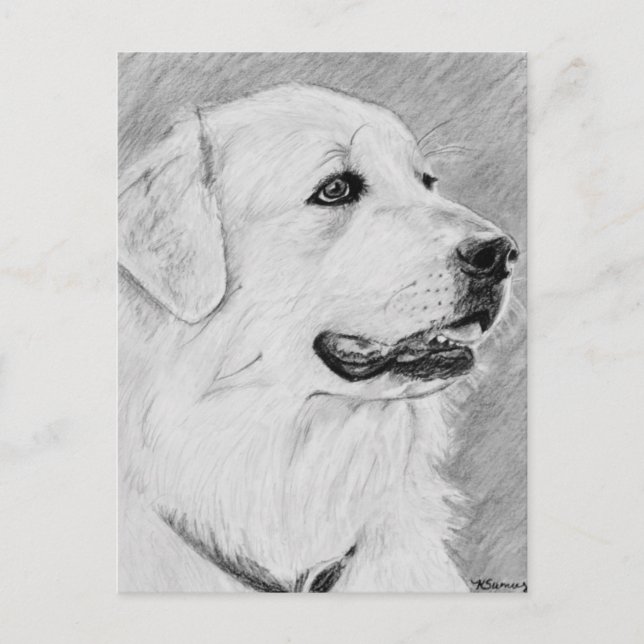Carte Postale PyreneanMountainDog.jpg (Devant)