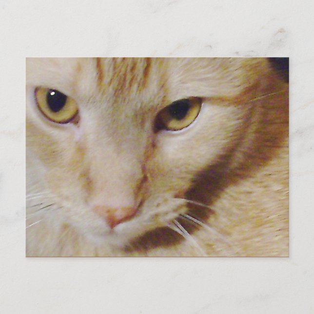 Carte Postale Pyro Kitty (Devant)