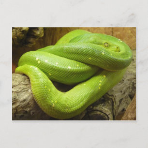 Carte Postale Python à arbre vert