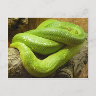 Carte Postale Python à arbre vert
