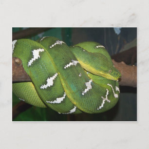 Carte Postale Python à arbre vert