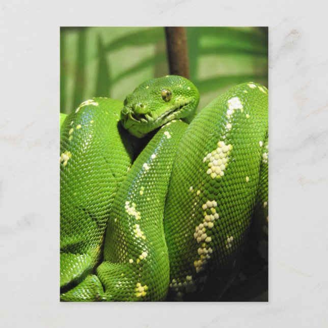 Carte Postale Python à arbre vert (Devant)