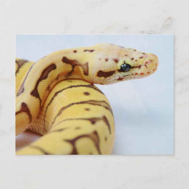 Carte Postale Python à balle jaune gros (Devant)
