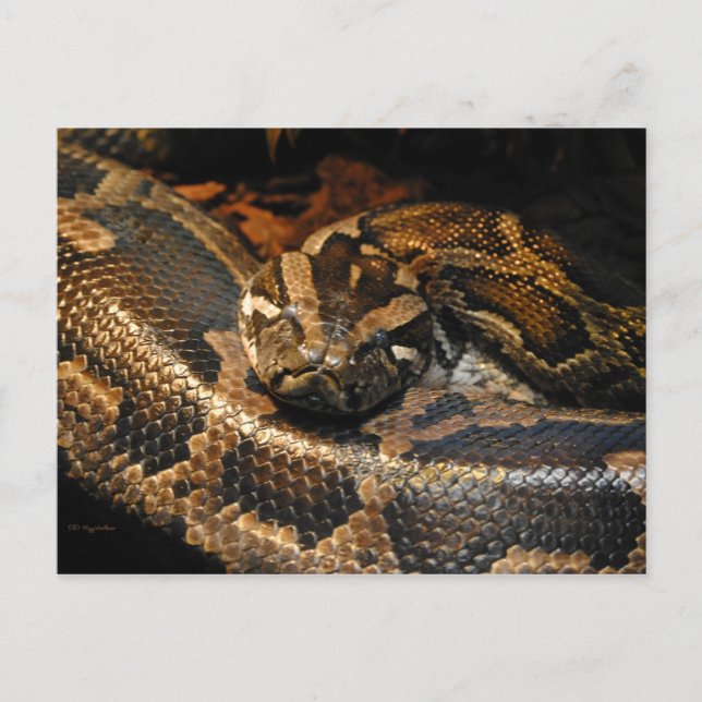 Carte Postale Python birman (Devant)