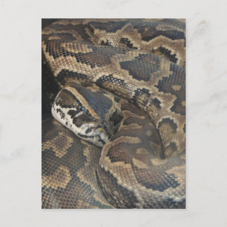 Carte Postale Python birman