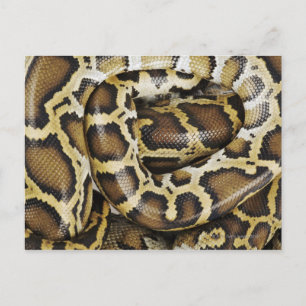 Carte Postale Python birman