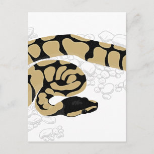 Carte Postale Python boule serpent