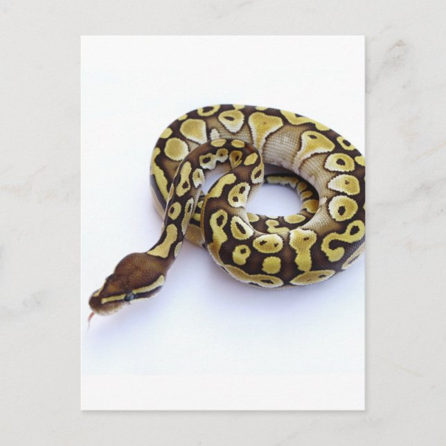 Carte Postale Python Brown et Gold Ball 2 (Devant)