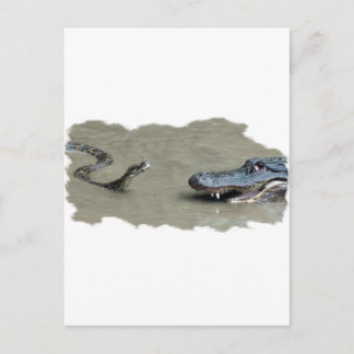 Carte Postale Python contre Alligator