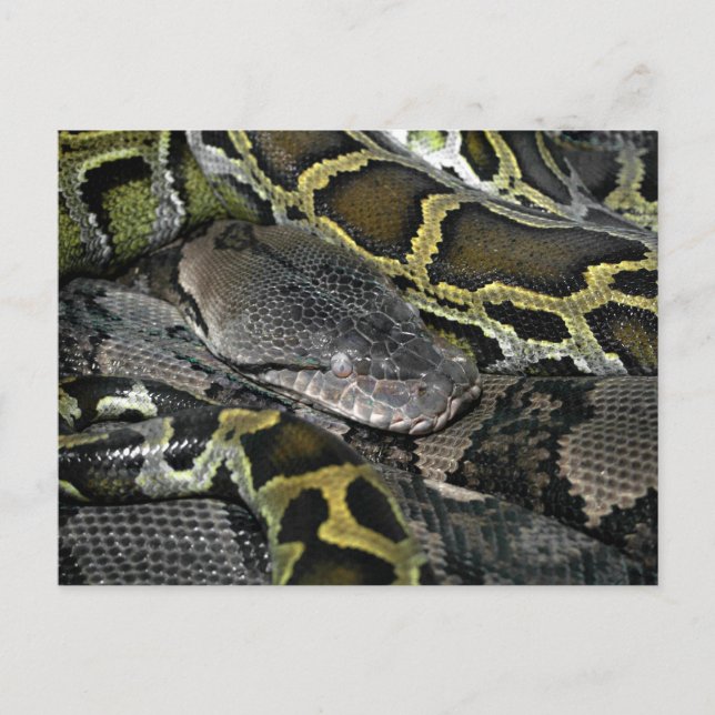 Carte Postale Python molurus bivittatus (Devant)