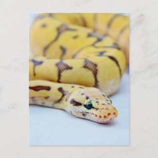 Carte Postale Python noir et jaune 2