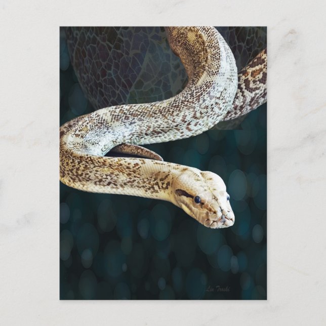 Carte Postale Python Snake (Devant)