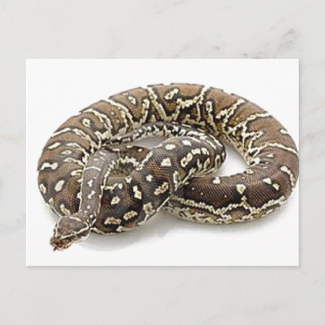 Carte Postale Python Snake Reptile (Devant)