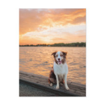 Quai du lac Sunset avec Border Collie rouge
