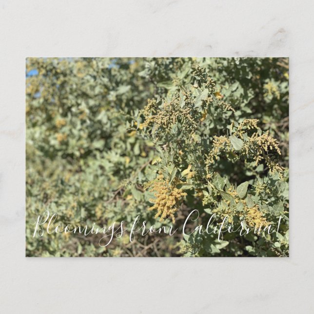 Carte postale Quail Bush en Californie (Devant)