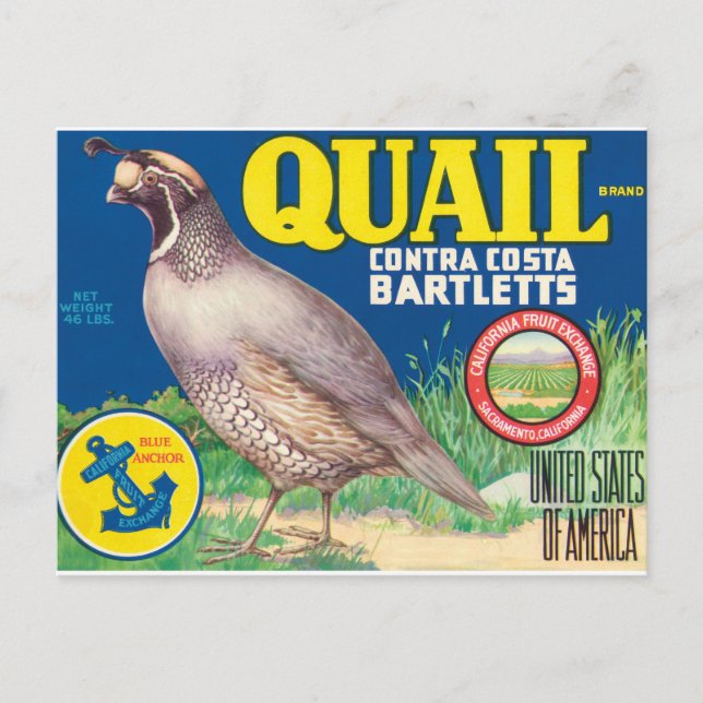 Carte Postale Quail Contra Costa Bartletts Sacramento Californie (Devant)