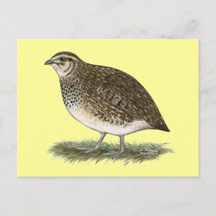 Carte Postale Quail Coturnix