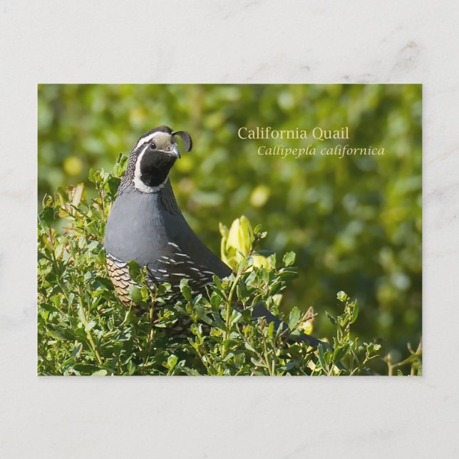 Carte Postale Quail de Californie (Devant)