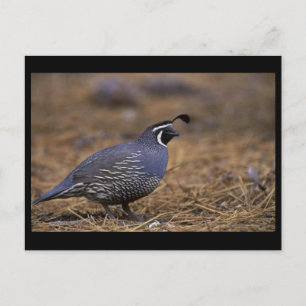 Carte Postale Quail de Californie