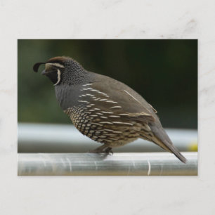 Carte Postale Quail de Californie