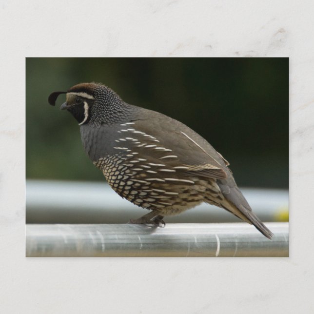 Carte Postale Quail de Californie (Devant)