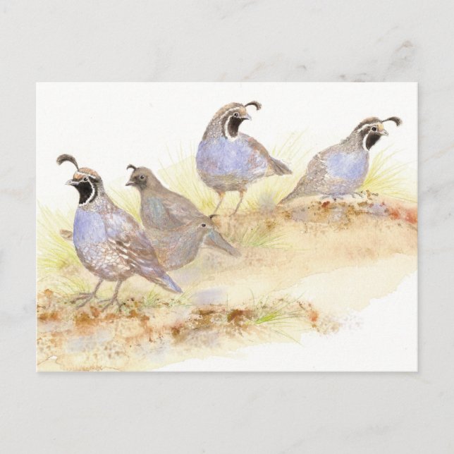 Carte Postale Quail de Californie, oiseaux, nature, faune, (Devant)