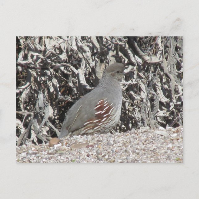 Carte postale Quail de Gambel pour les femmes (Devant)