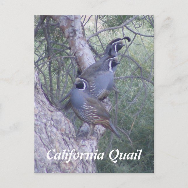 Carte postale Quail en Californie (Devant)