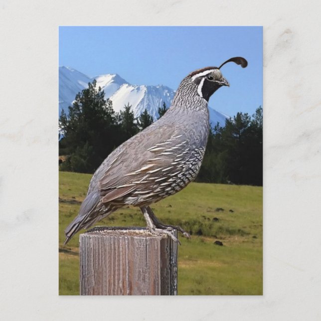 CARTE POSTALE QUAIL ON DREAM POINT (Devant)