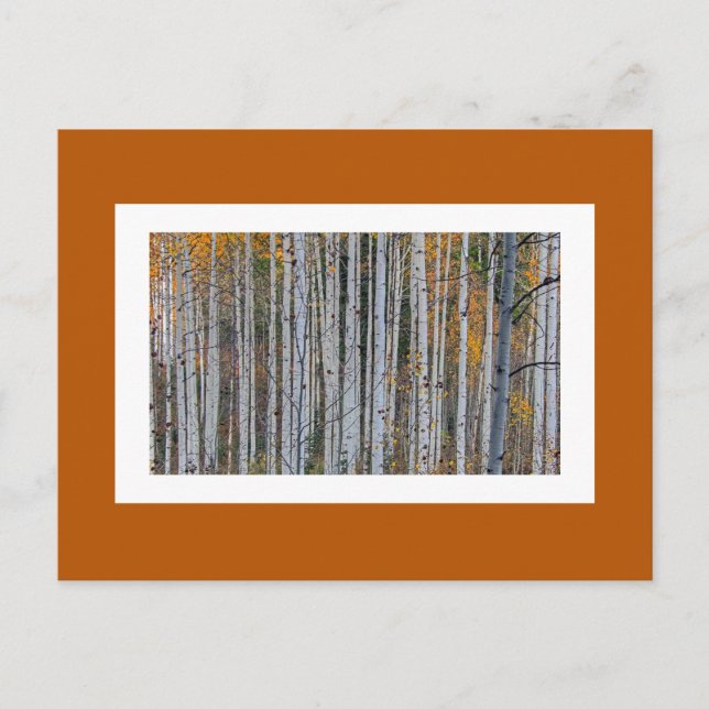 Carte Postale Quaking Aspen en automne (Devant)